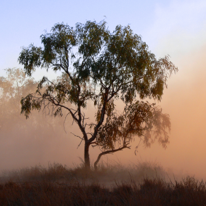 Australian environment showing red dust and gumtree